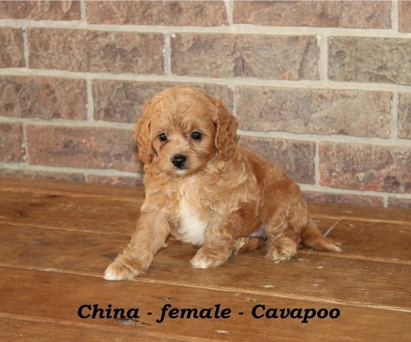 Medium Photo #3 Cavapoo Puppy For Sale in CLARKRANGE, TN, USA