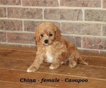 Small #2 Cavapoo