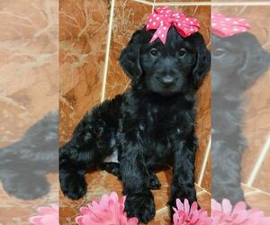 Goldendoodle Puppy for sale in KISSIMMEE, FL, USA