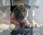 Small Pug