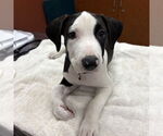 Small Bull Terrier Mix
