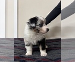Puppy Dark Blue Merle Australian Shepherd