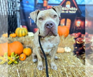 American Pit Bull Terrier-Unknown Mix Dogs for adoption in Long Beach, CA, USA
