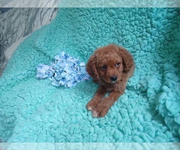 Medium Photo #1 Cavalier King Charles Spaniel-Poodle (Toy) Mix Puppy For Sale in LAUREL, MS, USA