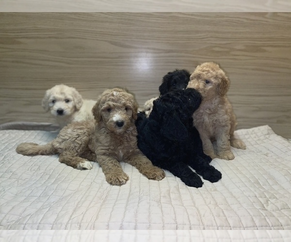 Medium Photo #9 Goldendoodle-Poodle (Standard) Mix Puppy For Sale in DETROIT, MI, USA