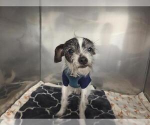 Wapoo Dogs for adoption in Arlington, WA, USA