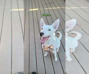 Mutt Dogs for adoption in Sandy, UT, USA
