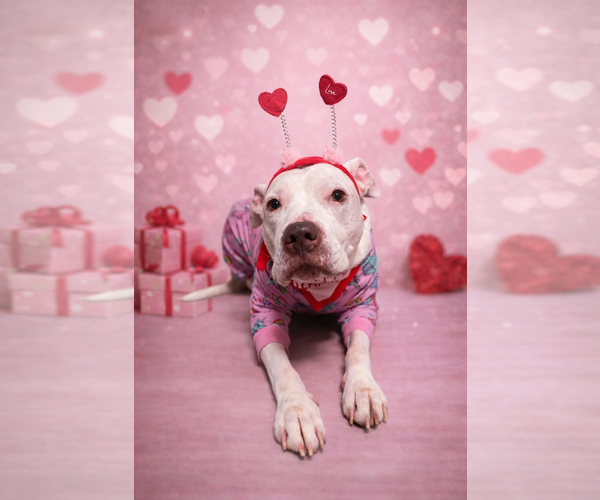 Medium Photo #6 Pointer-Unknown Mix Puppy For Sale in Clarkston, MI, USA