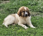 Puppy Puppy 2 Anatolian Shepherd-Karakachan Mix
