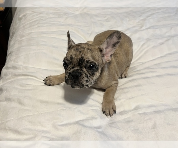 Medium Photo #16 French Bulldog Puppy For Sale in MBORO, TN, USA
