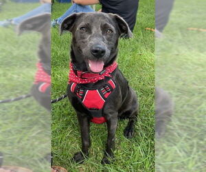 Labrador Retriever-Unknown Mix Dogs for adoption in Germanton, TN, USA