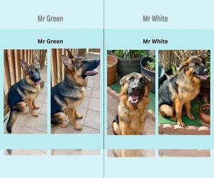 German Shepherd Dog Puppy for Sale in HESPERIA, California USA