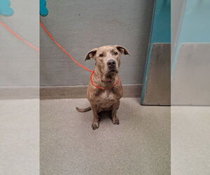 American Pit Bull Terrier-Unknown Mix Dogs for adoption in Las Vegas, NV, USA