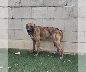 Daisy - Female Holland Shepherd-Plott Hound Mix Dog for Adoption - Photo #6