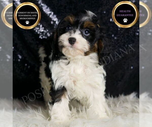 Medium Photo #61 Cavapoo Puppy For Sale in WARSAW, IN, USA