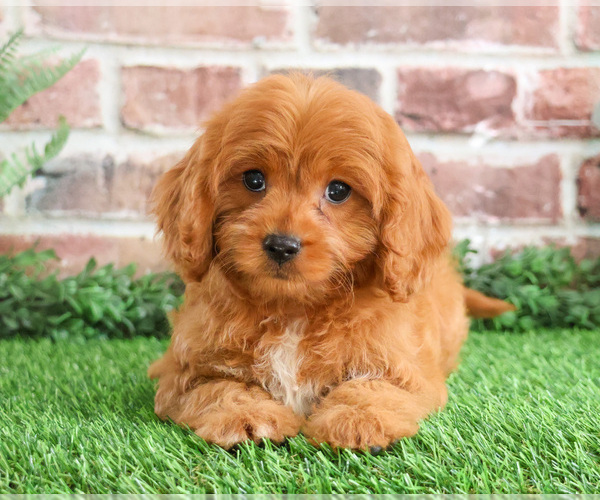 Medium Photo #1 Cavapoo (Miniature) Puppy For Sale in SYRACUSE, IN, USA
