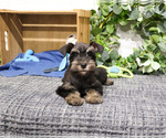 Small #7 Schnauzer (Miniature)