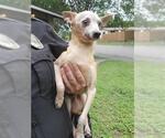 Small Chihuahua Mix