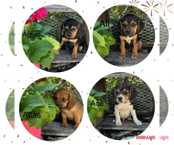 Medium Photo #1 Puggle Puppy For Sale in ELKTON, VA, USA