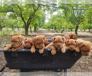 Dogue de Bordeaux Puppy for sale in HOLLISTER, CA, USA