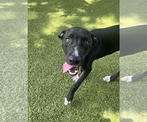 Mutt Dogs for adoption in Hilton Head, SC, USA