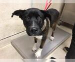 Small Akita Mix