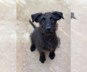 Mutt Dogs for adoption in Oak Bluffs, MA, USA