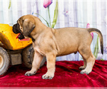Small Photo #29 Mastiff Puppy For Sale in WAKARUSA, IN, USA
