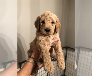 Goldendoodle Puppy for sale in DECATUR, TN, USA