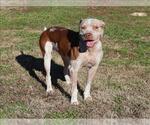 Small Catahoula Leopard Dog Mix