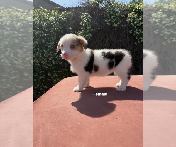 Medium Photo #8 Corgi-Aussie Puppy For Sale in OAKDALE, CA, USA