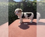 Small #7 Corgi-Aussie