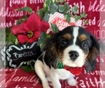 Small #6 Cavalier King Charles Spaniel