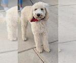 Small Photo #2 Poodle (Standard) Puppy For Sale in San Antonio, TX, USA