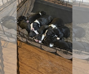 Boston Terrier Puppy for sale in ALPHARETTA, GA, USA