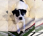 Small Labrador Retriever Mix