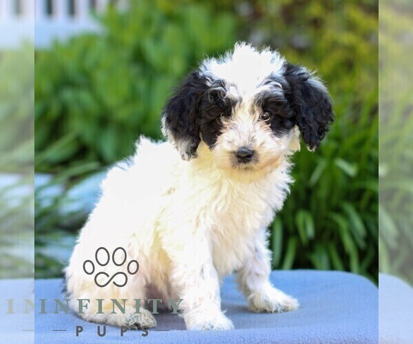 Medium Photo #4 Poodle (Miniature) Puppy For Sale in LITITZ, PA, USA