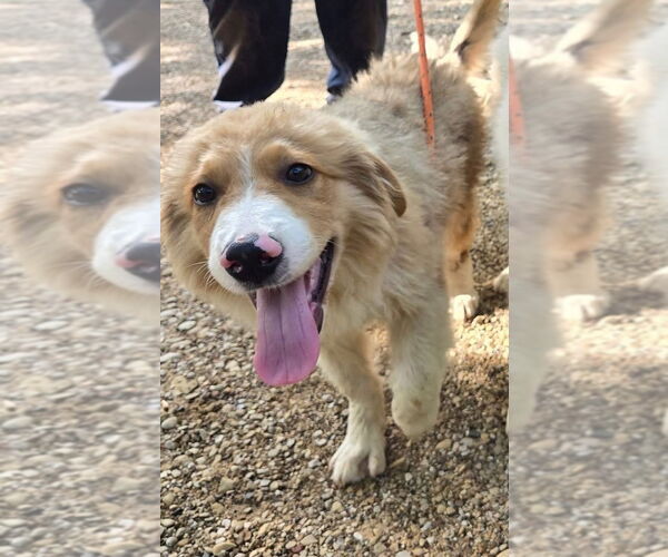 Medium Photo #2 Great Pyrenees Puppy For Sale in Spring, TX, USA
