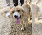 Small #1 Great Pyrenees