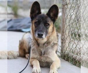 German Shepherd Dog-Unknown Mix Dogs for adoption in Modesto, CA, USA