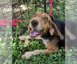 Rue - Female Beagle Dog for Adoption - Photo #2