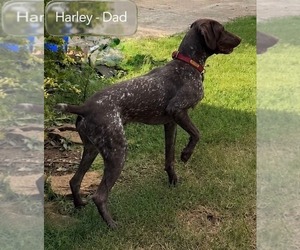 Father of the German Shorthaired Pointer puppies born on 05/12/2026