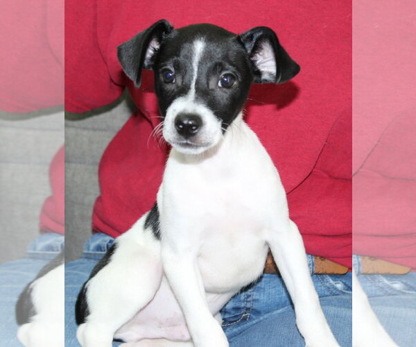 Medium Photo #2 Rat Terrier-Unknown Mix Puppy For Sale in Prattville, AL, USA