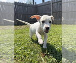 Small #3 Jack Russell Terrier Mix