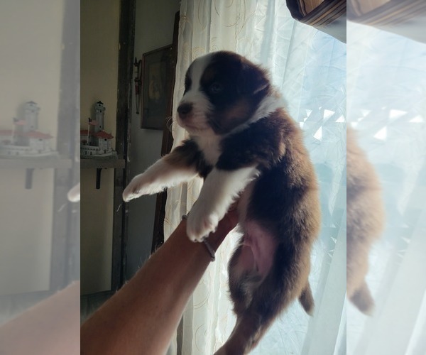 Medium Photo #6 Miniature Australian Shepherd Puppy For Sale in WILLIAMSBURG, CO, USA