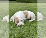 Small #2 American Bully