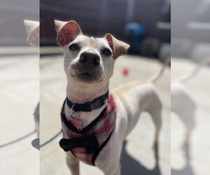 Jack Chi Dogs for adoption in San Diego, CA, USA