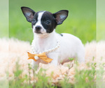 Small #2 Chihuahua