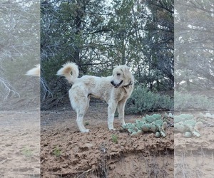Coco - Female Great Pyrenees Dog for Adoption - Photo #3