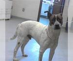 Small American Pit Bull Terrier Mix